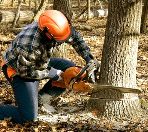Tree Removal in Madison, SD